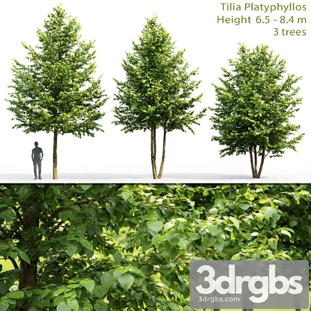 Tilia Platyphyllos 3dsmax Download - thumbnail 1