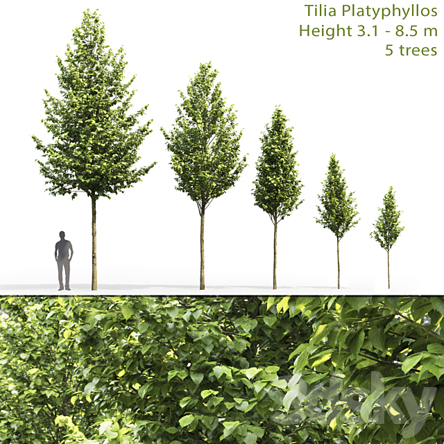 Tilia platyphyllos 3DSMax File - thumbnail 1