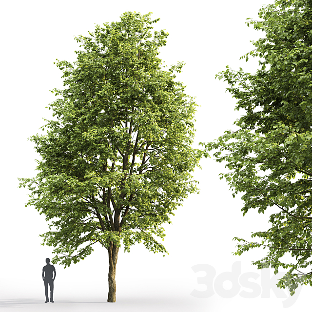 Tilia platyphyllos 3DSMax File - thumbnail 3