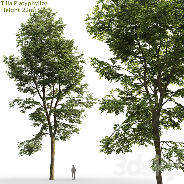 Tilia platyphyllos 3DSMax File - thumbnail 1