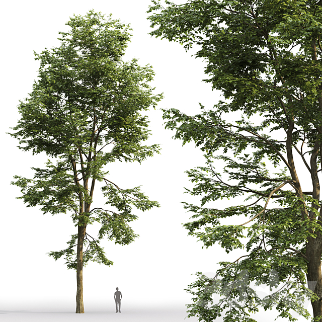 Tilia platyphyllos 3DSMax File - thumbnail 2