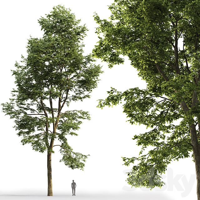 Tilia platyphyllos 3DSMax File - thumbnail 3