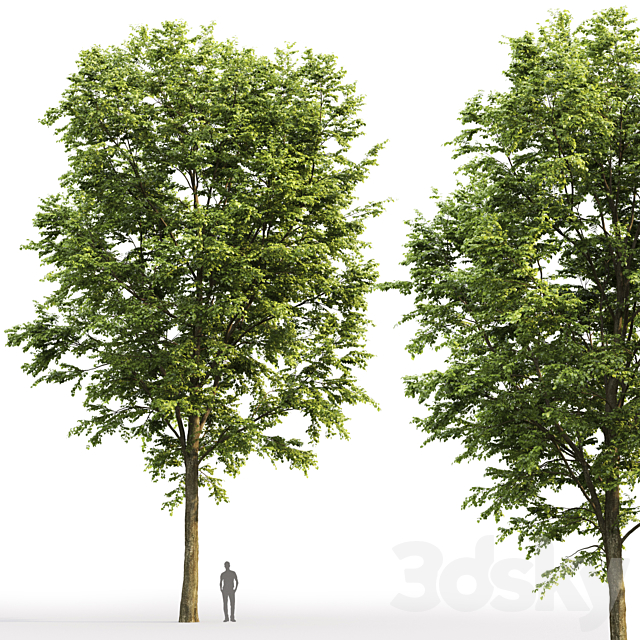 Tilia platyphyllos 3DSMax File - thumbnail 2