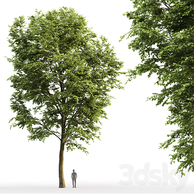 Tilia platyphyllos 3DSMax File - thumbnail 3