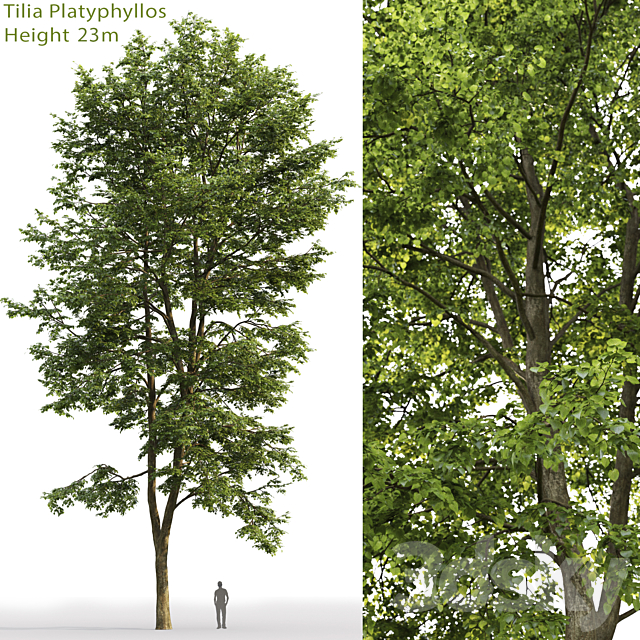 Tilia platyphyllos 3DSMax File - thumbnail 1