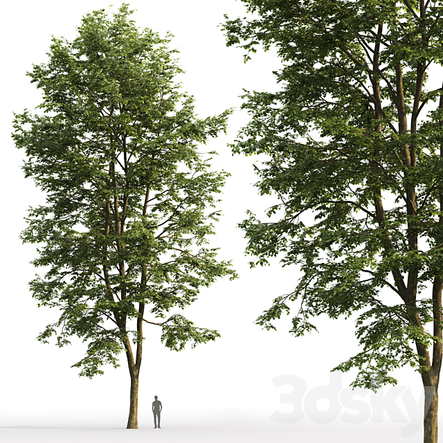 Tilia platyphyllos 3DSMax File - thumbnail 3