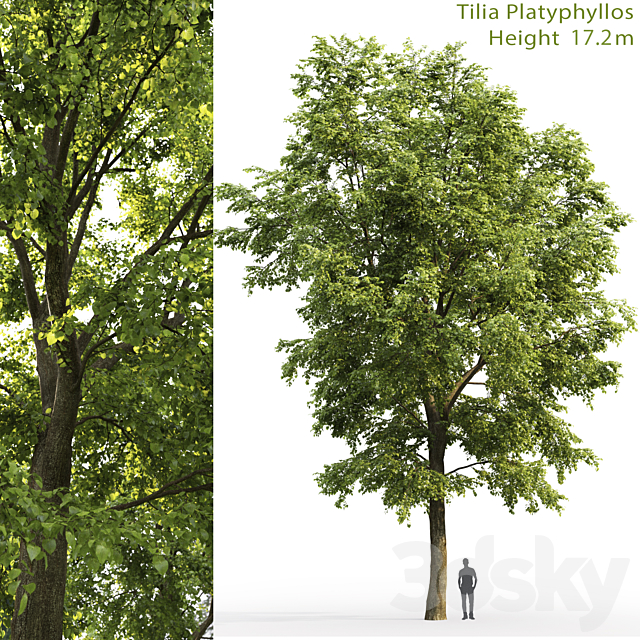 Tilia platyphyllos 3DSMax File - thumbnail 1