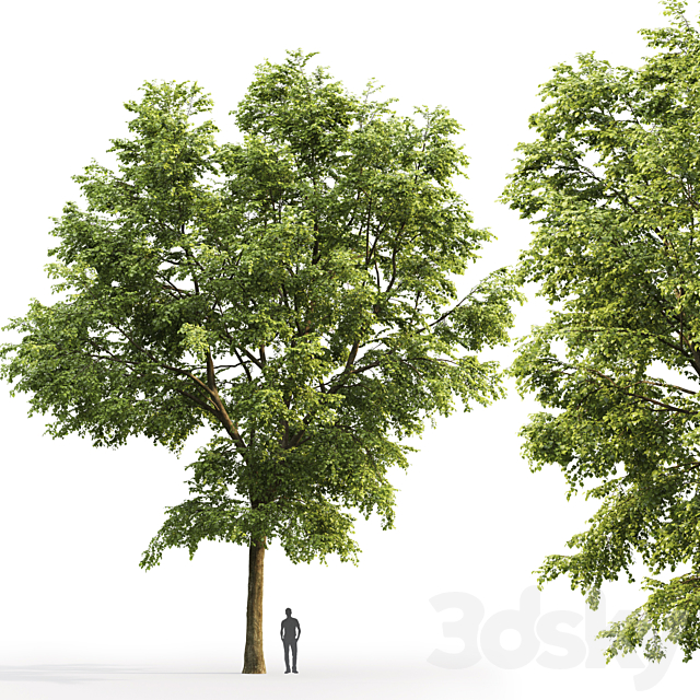 Tilia platyphyllos 3DSMax File - thumbnail 3