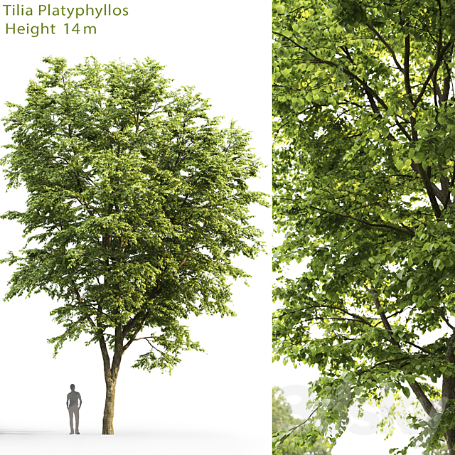 Tilia platyphyllos 3DSMax File - thumbnail 1