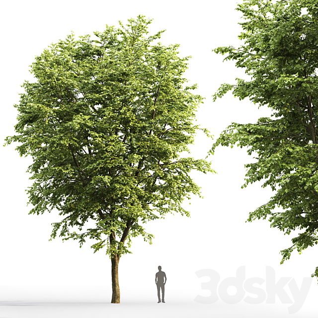 Tilia platyphyllos 3DSMax File - thumbnail 3