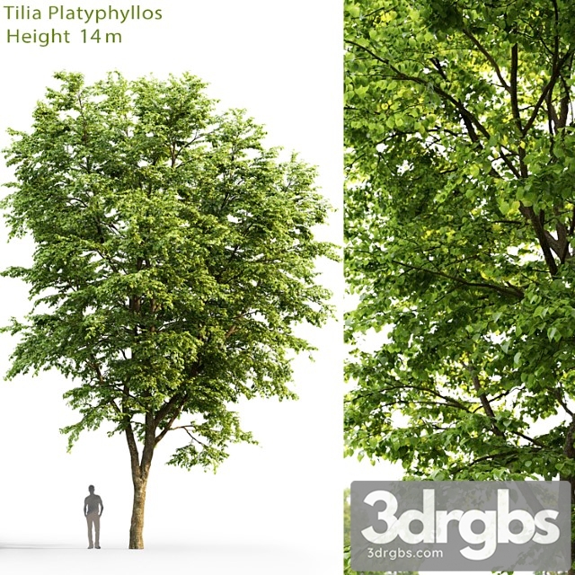 Tilia Platyphyllos 5 3dsmax Download - thumbnail 1