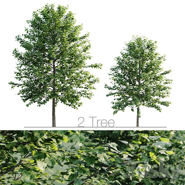 Tilia platyphyllos 8.5m and 6.3m 3DS Max - thumbnail 1