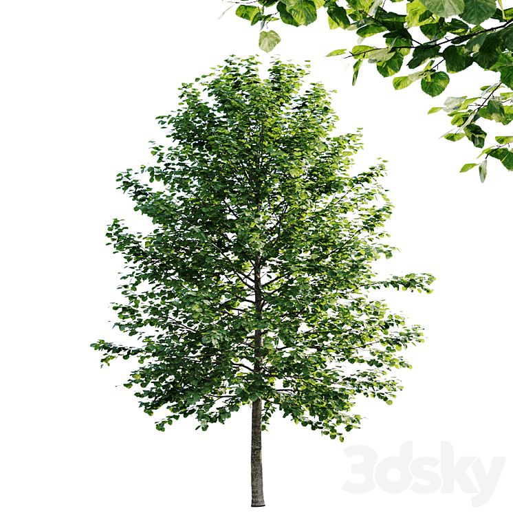 Tilia platyphyllos 8.5m and 6.3m 3DS Max - thumbnail 2