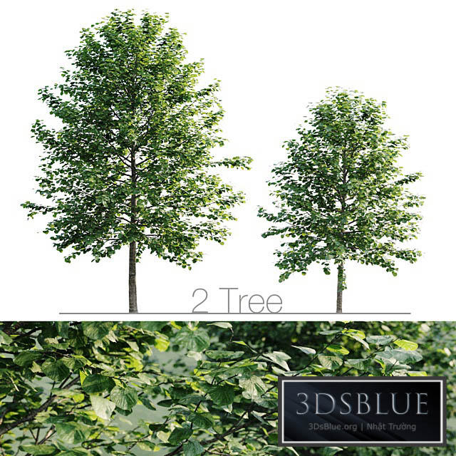 Tilia platyphyllos 8.5m and 6.3m 3DS Max - thumbnail 3