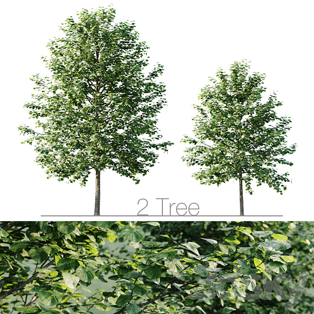 Tilia platyphyllos 8.5m and 6.3m 3DSMax File - thumbnail 3