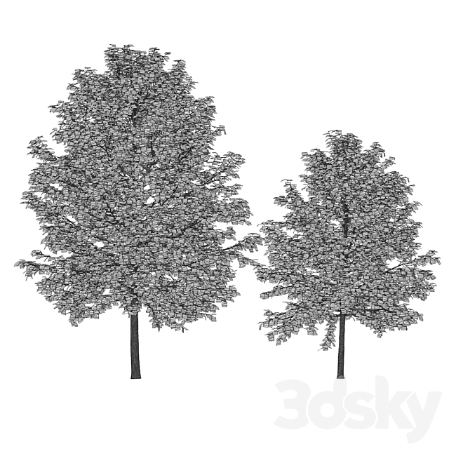 Tilia platyphyllos 8.5m and 6.3m 3DSMax File - thumbnail 4