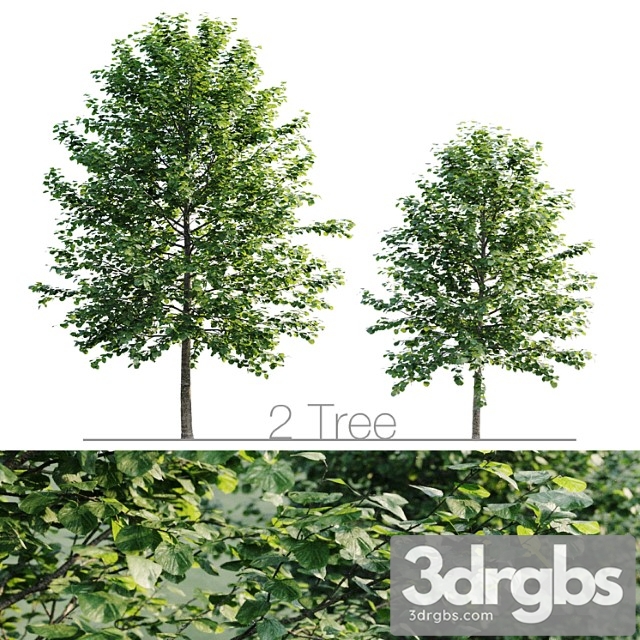 Tilia platyphyllos 8.5m and 6.3m - thumbnail 1