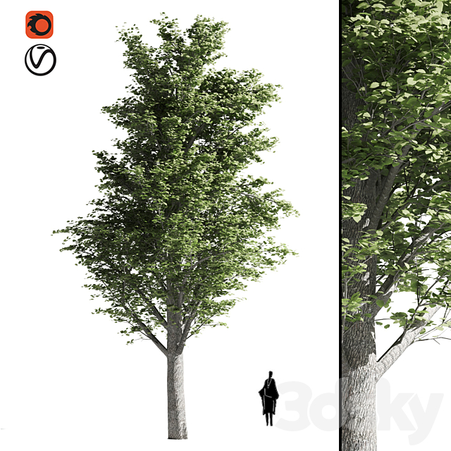 Tilia tree 3ds Max - thumbnail 1