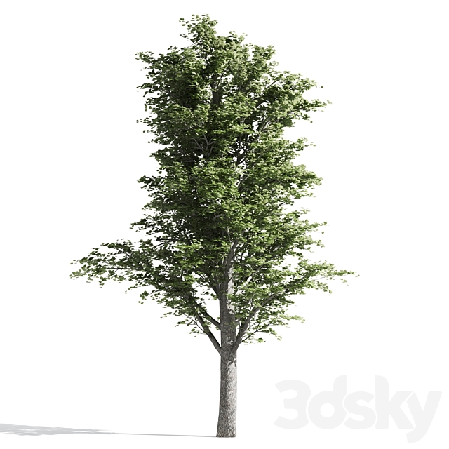 Tilia tree 3ds Max - thumbnail 2