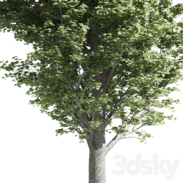 Tilia tree 3ds Max - thumbnail 3