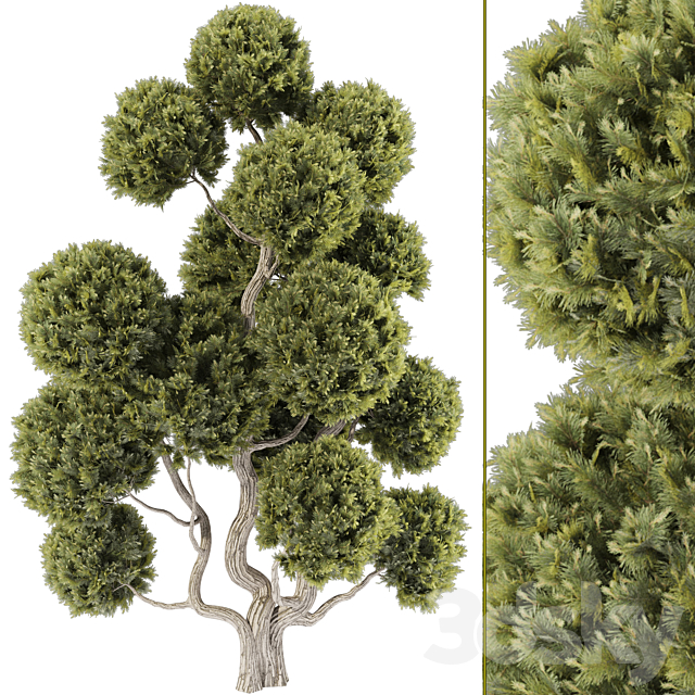 Topiary Ball Tree 144 3ds Max - thumbnail 1