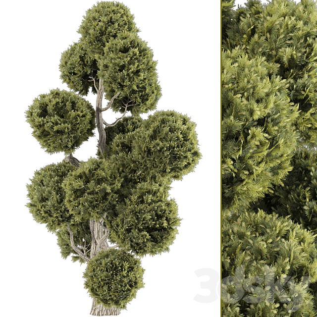 Topiary Ball Tree 144 3ds Max - thumbnail 2