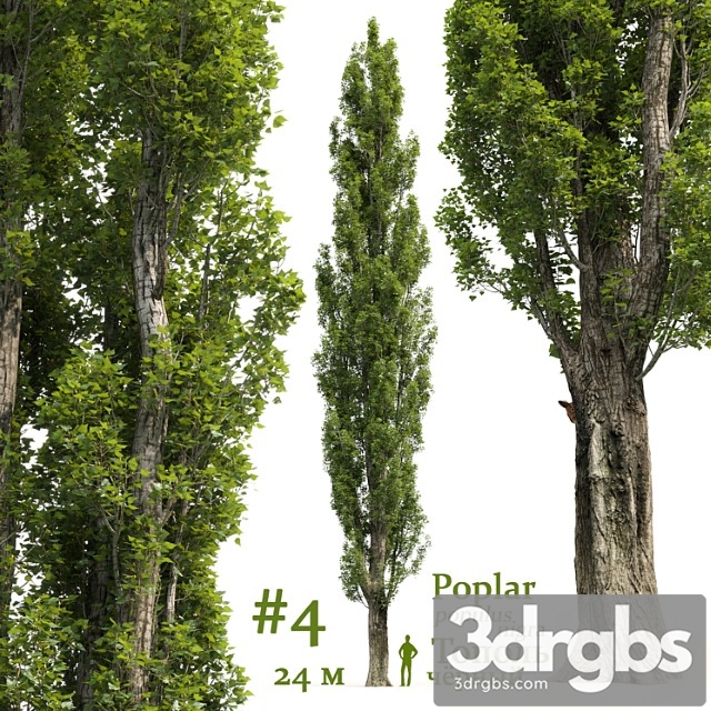 Topol Poplar Populus 4 3dsmax Download - thumbnail 1