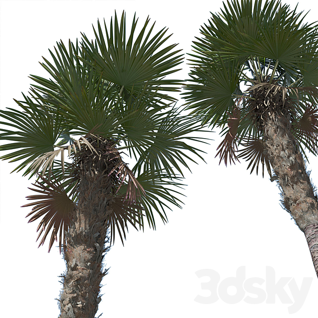 Trachycarpus fortunei palm tree 3DS Max Model - thumbnail 2