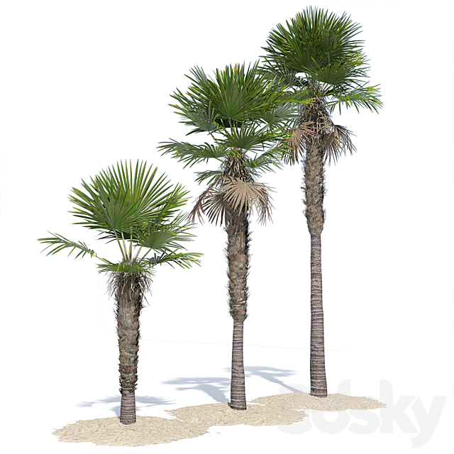 Trachycarpus fortunei palm tree 3DS Max Model - thumbnail 3