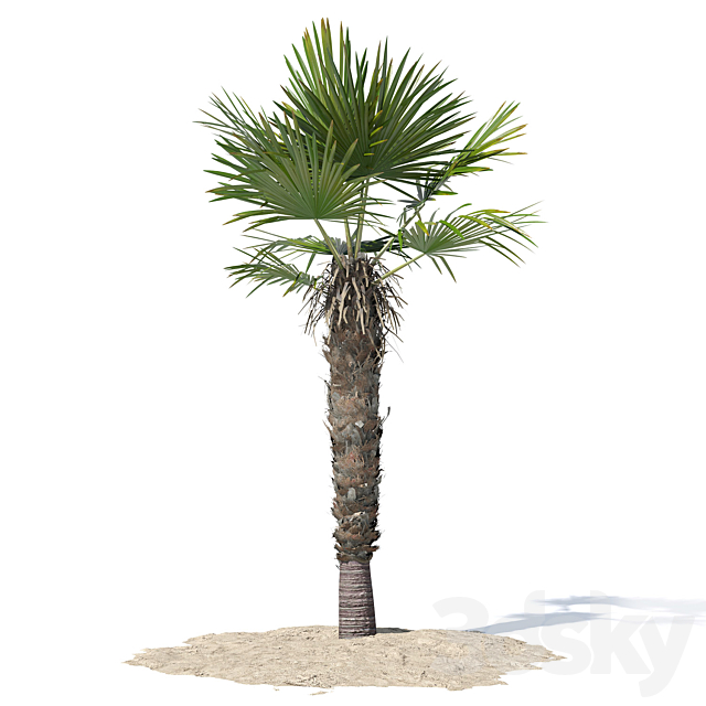 Trachycarpus fortunei palm tree 3DS Max Model - thumbnail 4