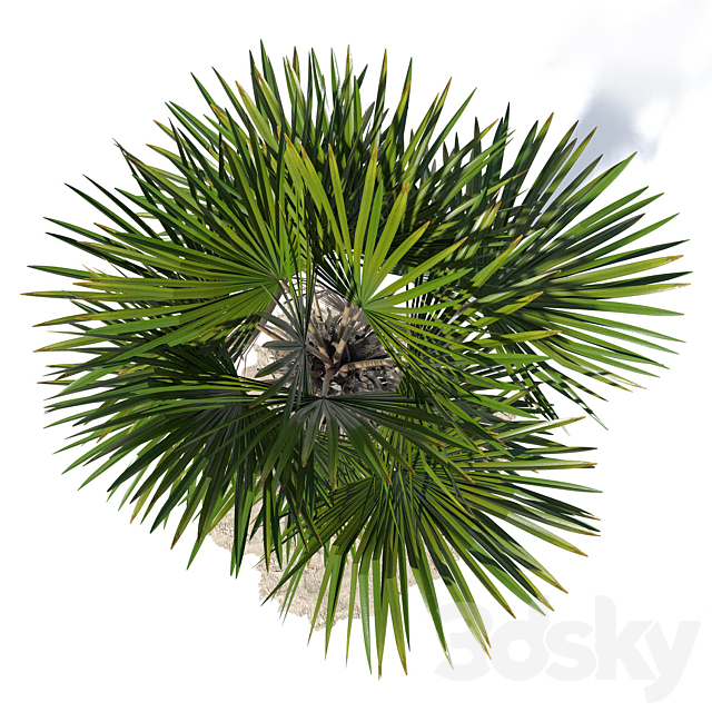 Trachycarpus fortunei palm tree 3DS Max Model - thumbnail 5