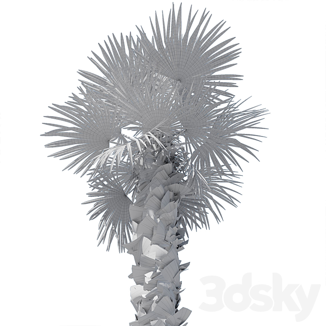 Trachycarpus fortunei palm tree 3DS Max Model - thumbnail 6