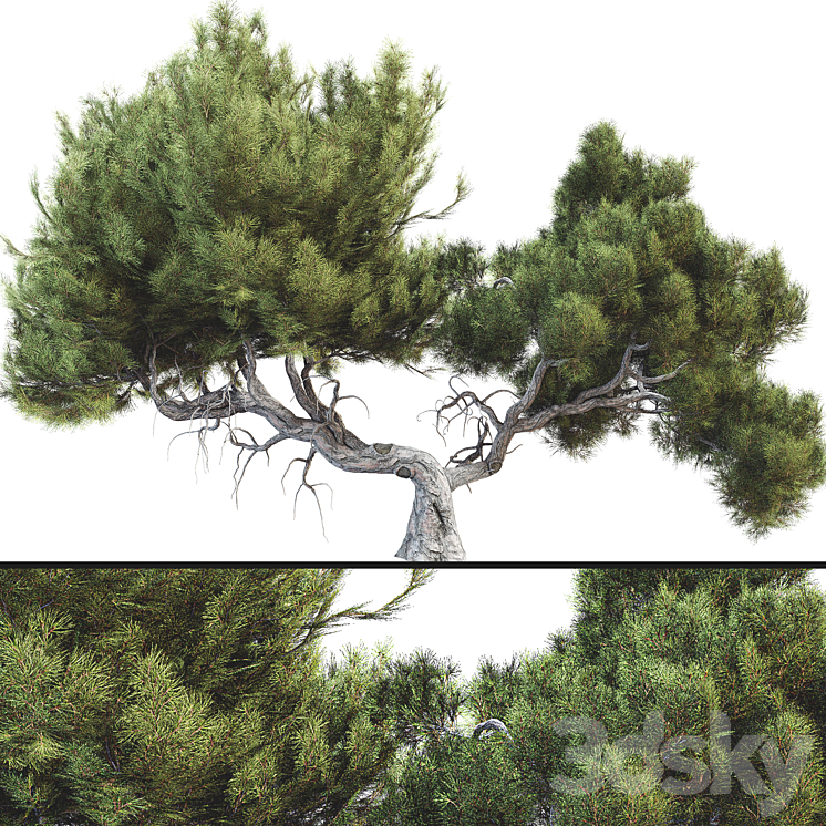 Tree 007 3DS Max Model - thumbnail 1