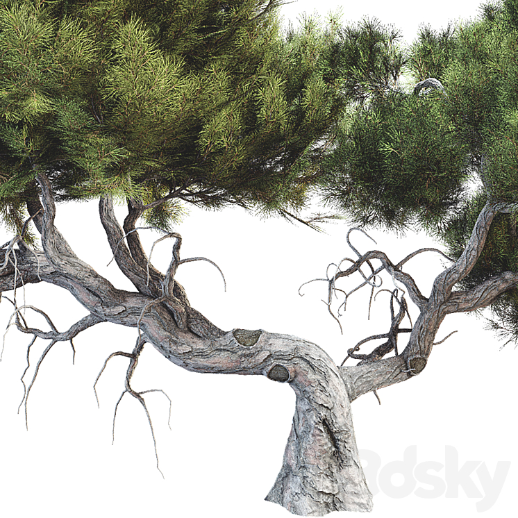 Tree 007 3DS Max Model - thumbnail 2