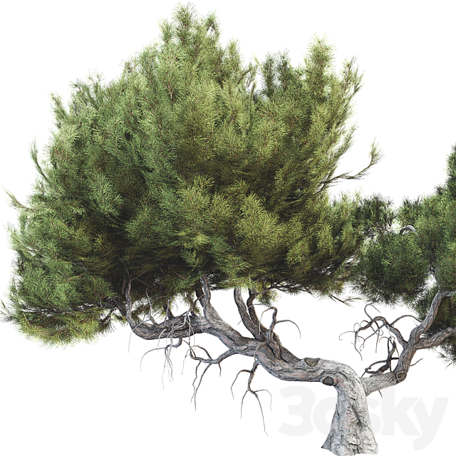 Tree 007 3dsMax Model - thumbnail 3