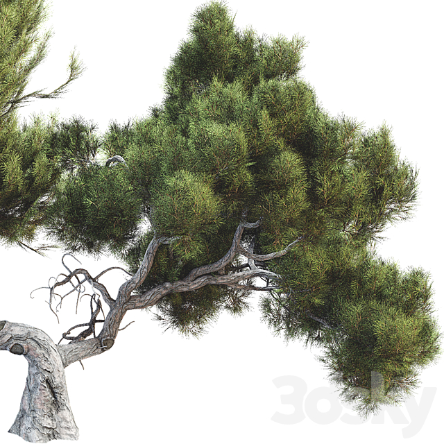 Tree 007 3dsMax Model - thumbnail 4