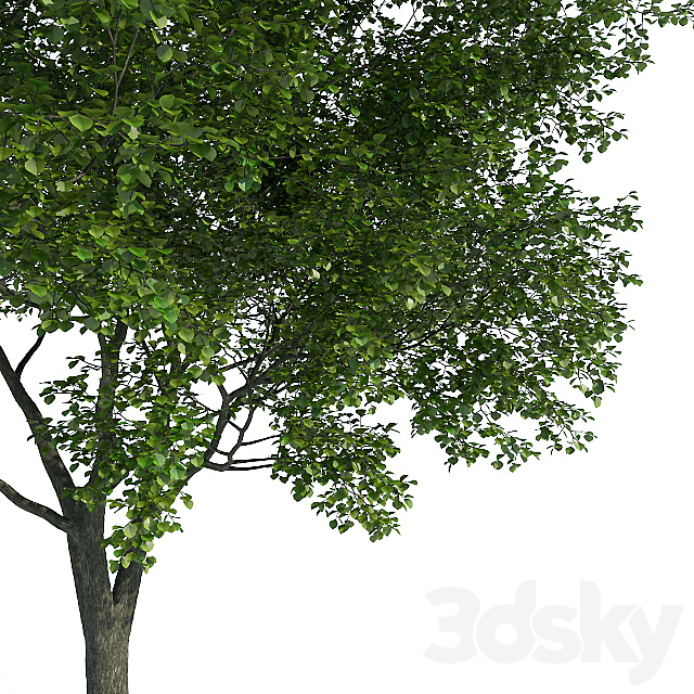 Tree 01 3DS Max Model - thumbnail 2