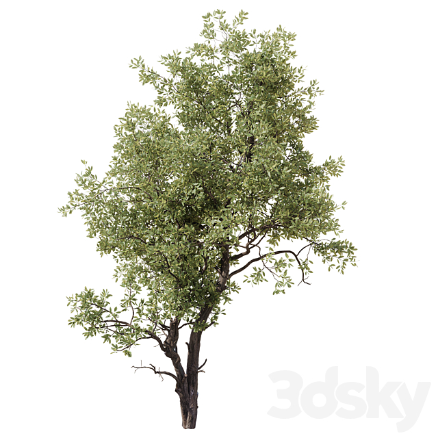 Tree 02 3ds Max - thumbnail 2