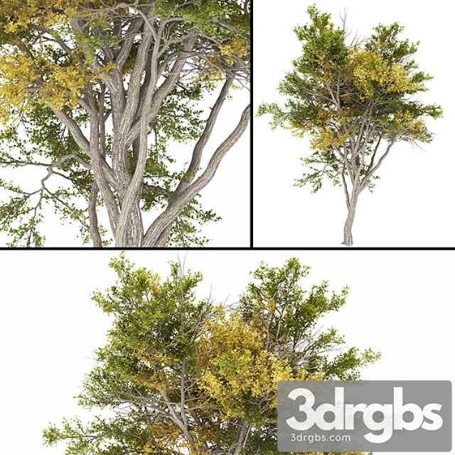 Tree 02 Autumn 1 3dsmax Download - thumbnail 1