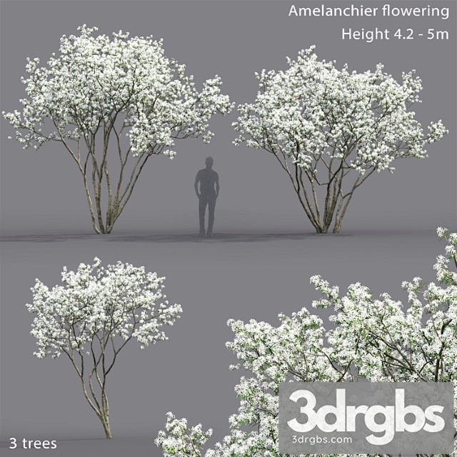 Tree Amelanchier - thumbnail 1