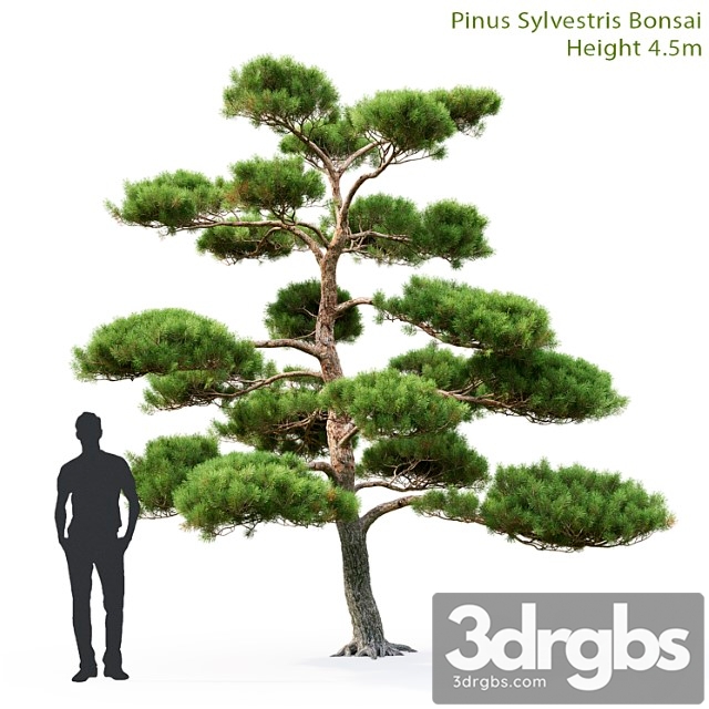 Tree Bonsai - thumbnail 1