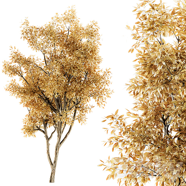 Tree Broadleaf Fall- Set 20 3ds Max - thumbnail 1