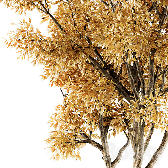 Tree Broadleaf Fall- Set 20 3ds Max - thumbnail 2