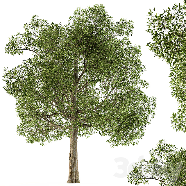 Tree Broadleaf – Set 21 3ds Max - thumbnail 1