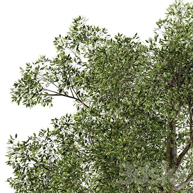 Tree Broadleaf – Set 21 3ds Max - thumbnail 2