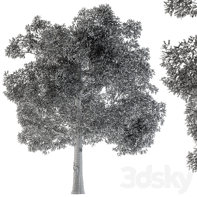 Tree Broadleaf – Set 21 3ds Max - thumbnail 3