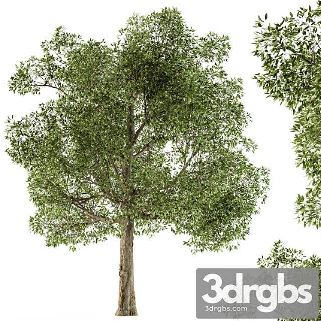 Tree broadleaf – set 21 - thumbnail 1