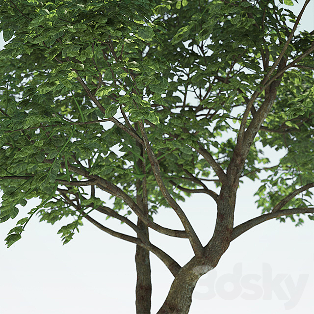 Tree Common 01 (1 of 3) 3DS Max Model - thumbnail 2