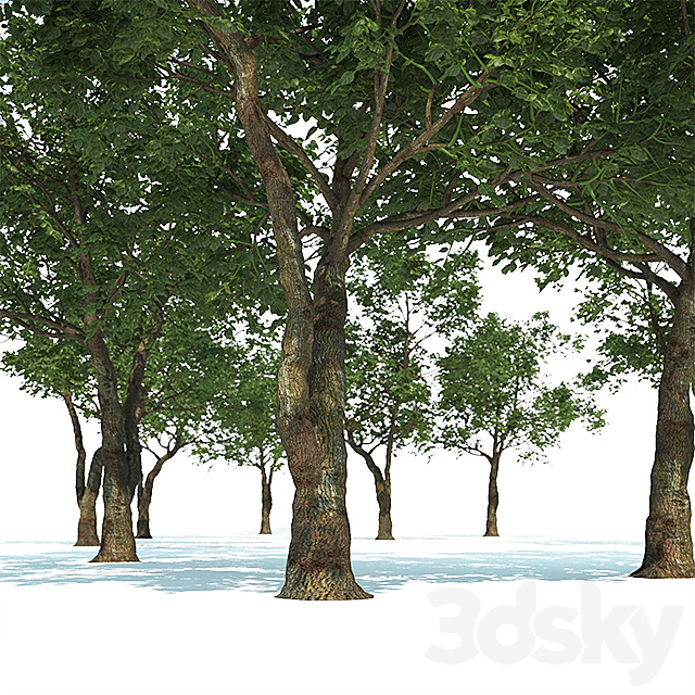 Tree Common 01 (1 of 3) 3DS Max Model - thumbnail 3