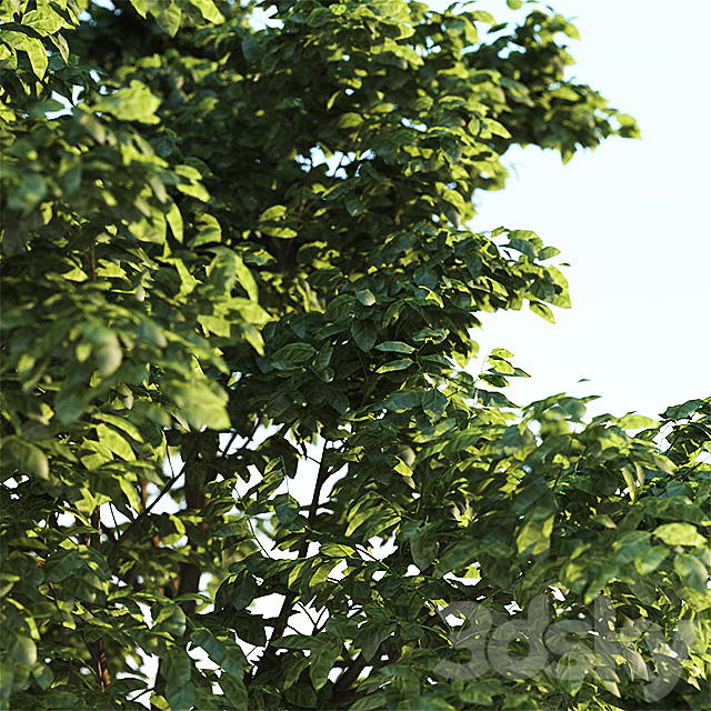 Tree Common 03 (3 of 3) 3DS Max Model - thumbnail 2